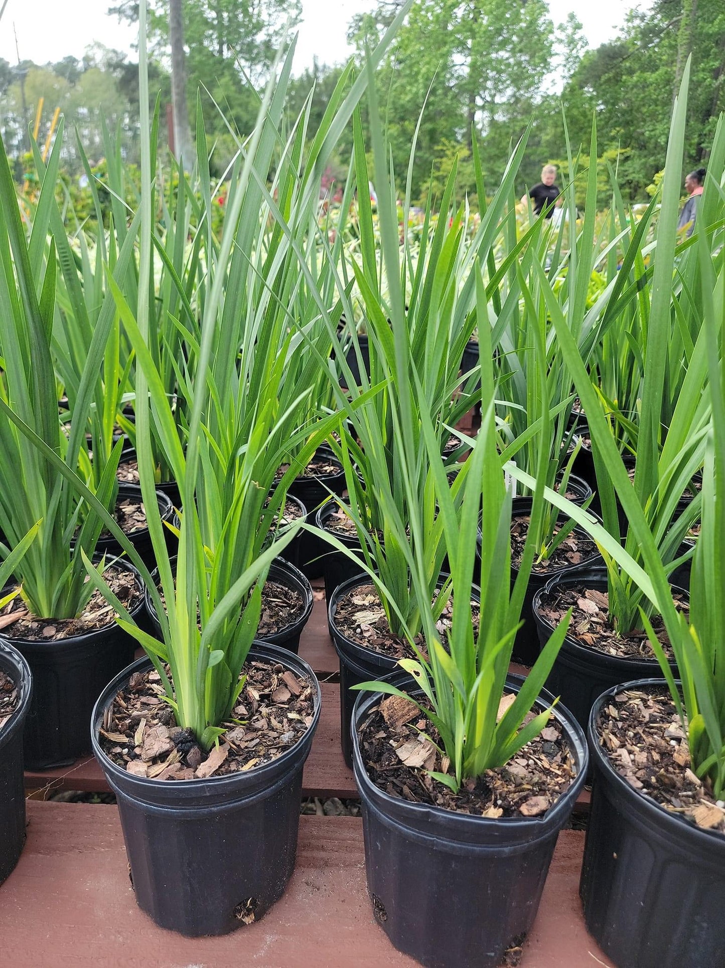 African Iris