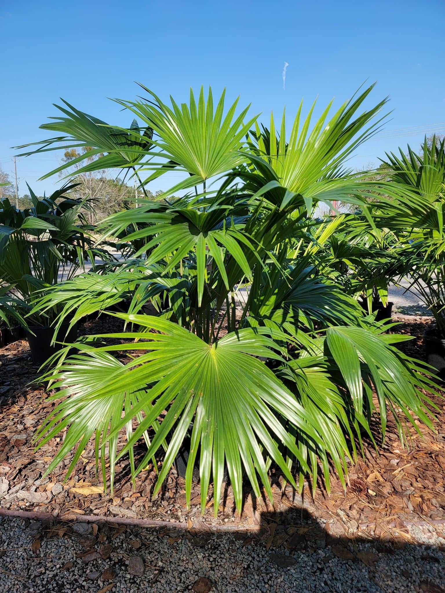 fan palm plant Chinese Fan Palm