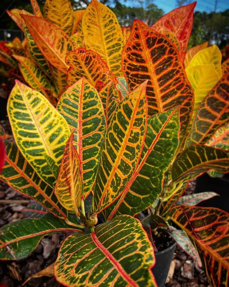 Croton Petra