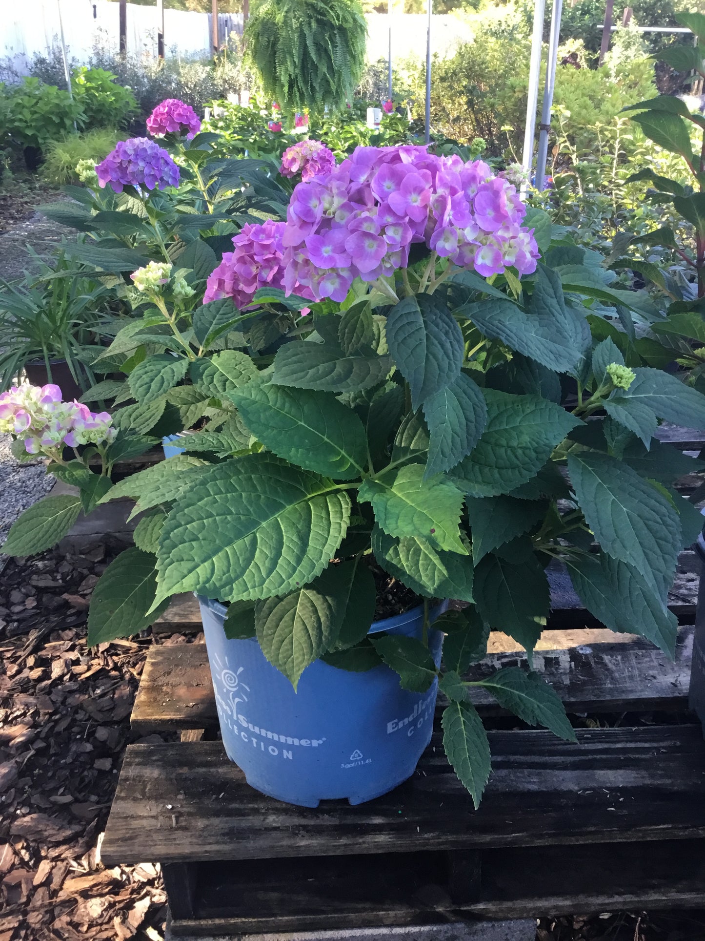 Hydrangea ‘Summer Crush’