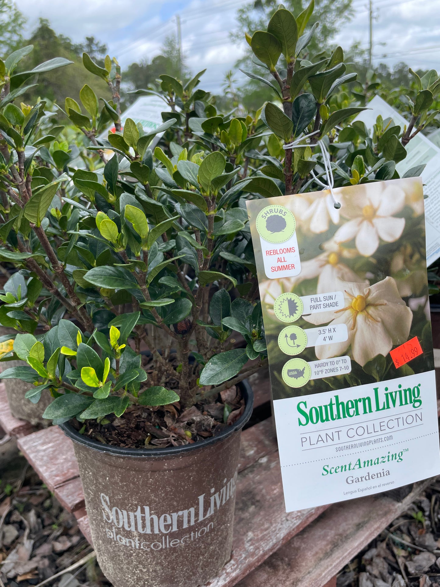 Gardenia ‘ ScentAmazing’