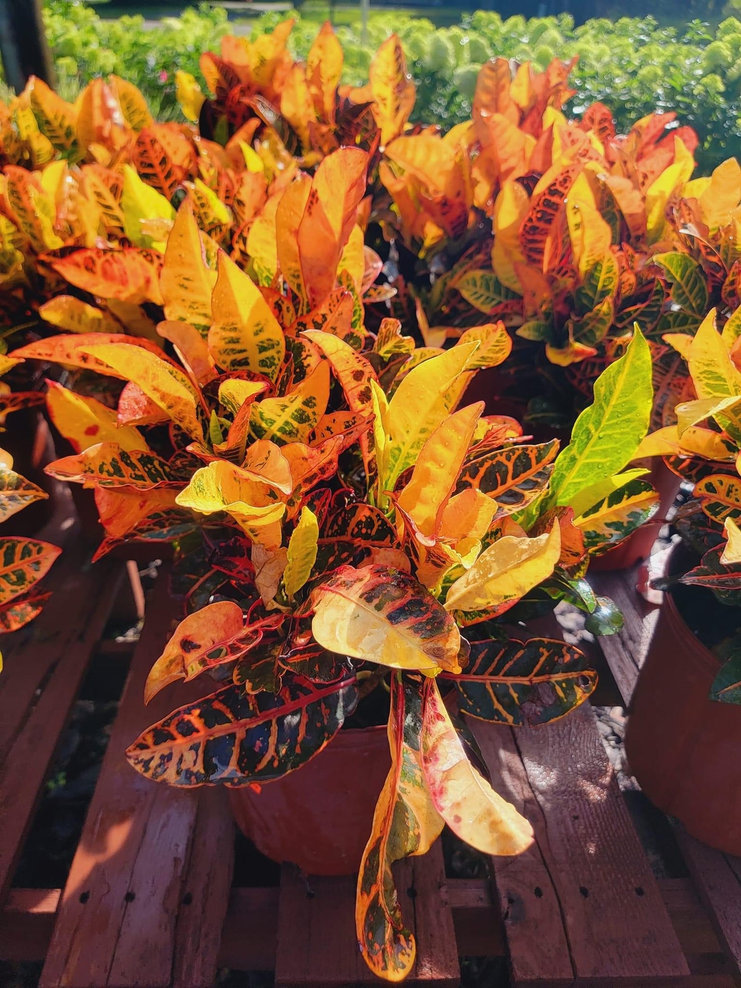 Croton Petra