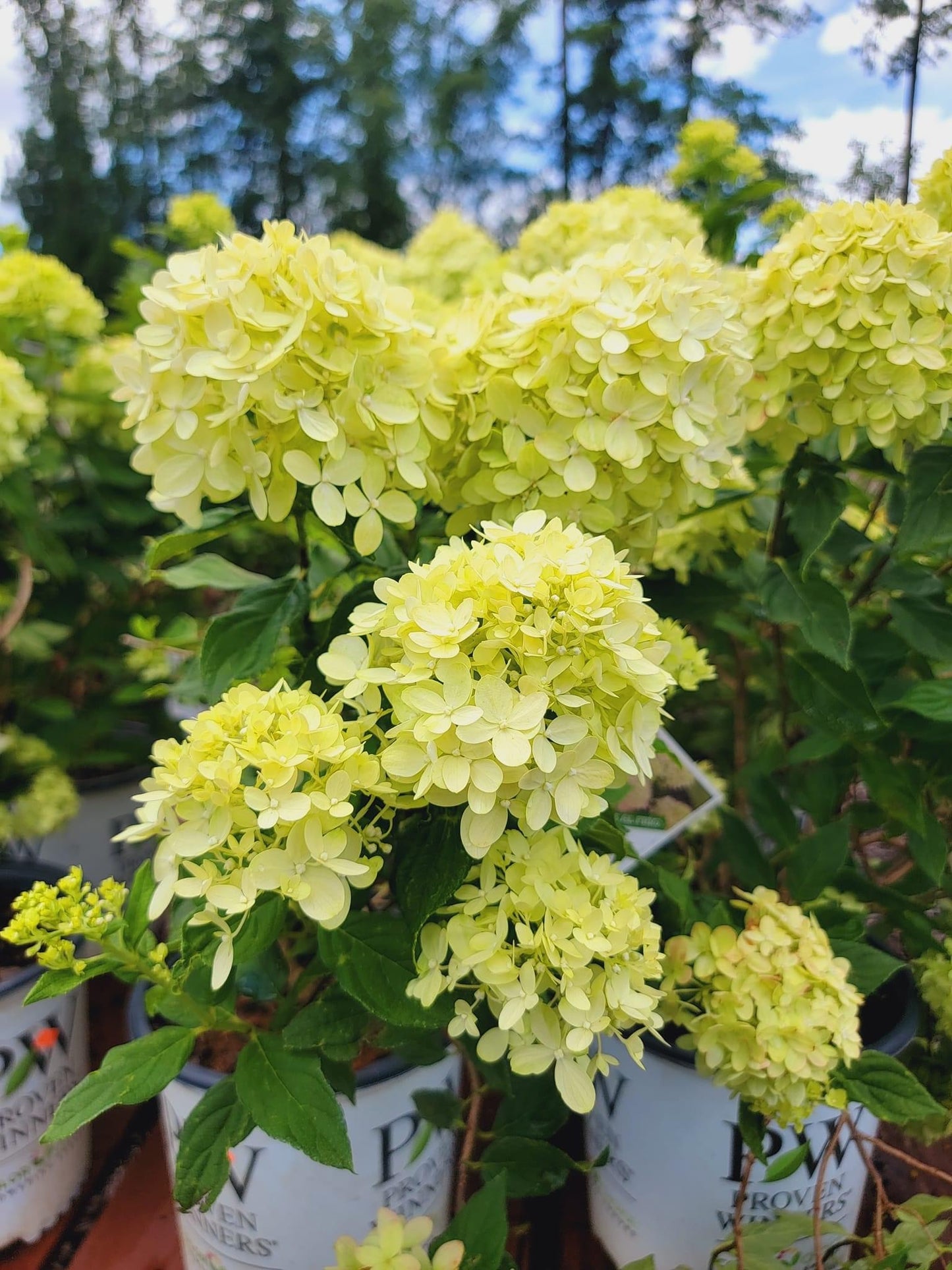 Limelight Hydrangea