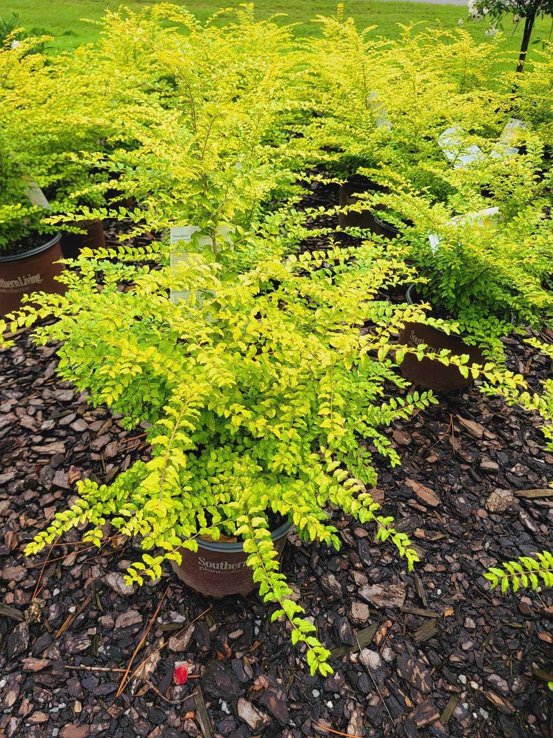 Sunshine Ligustrum