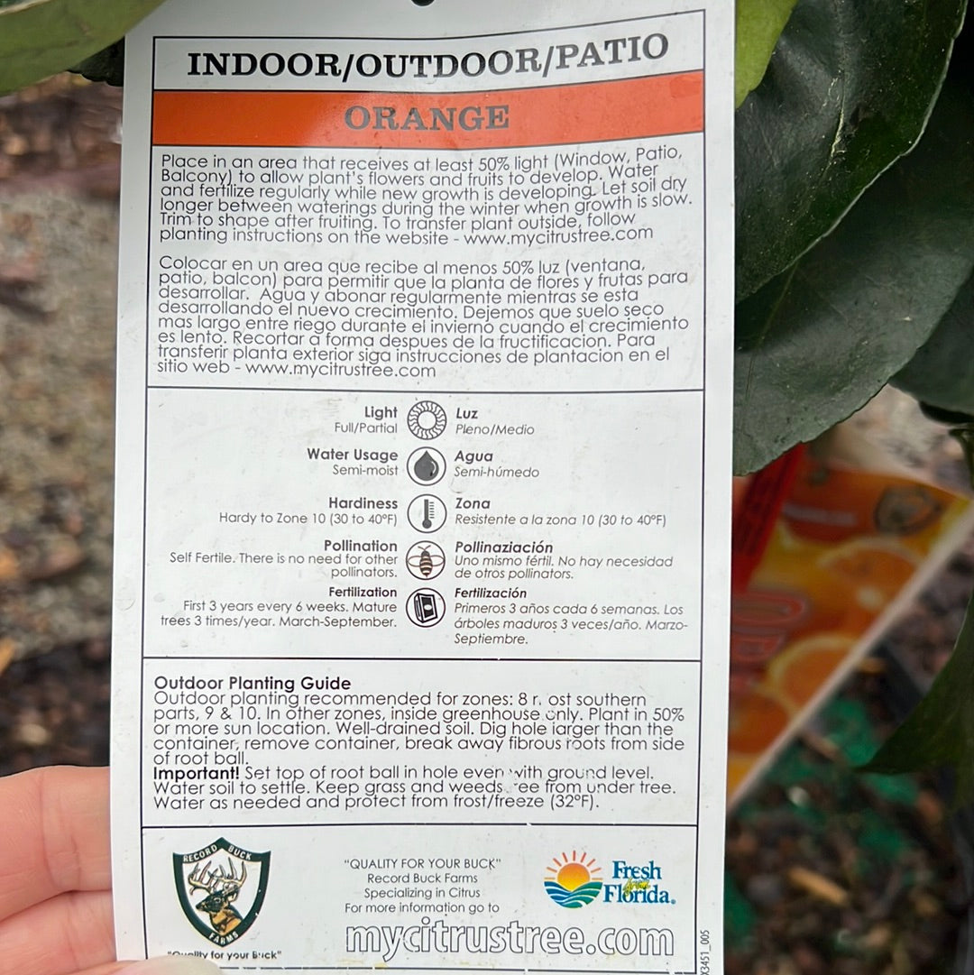Orange, blood orange Tree