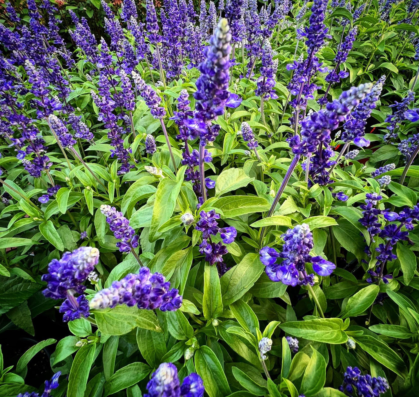 Blue Salvia