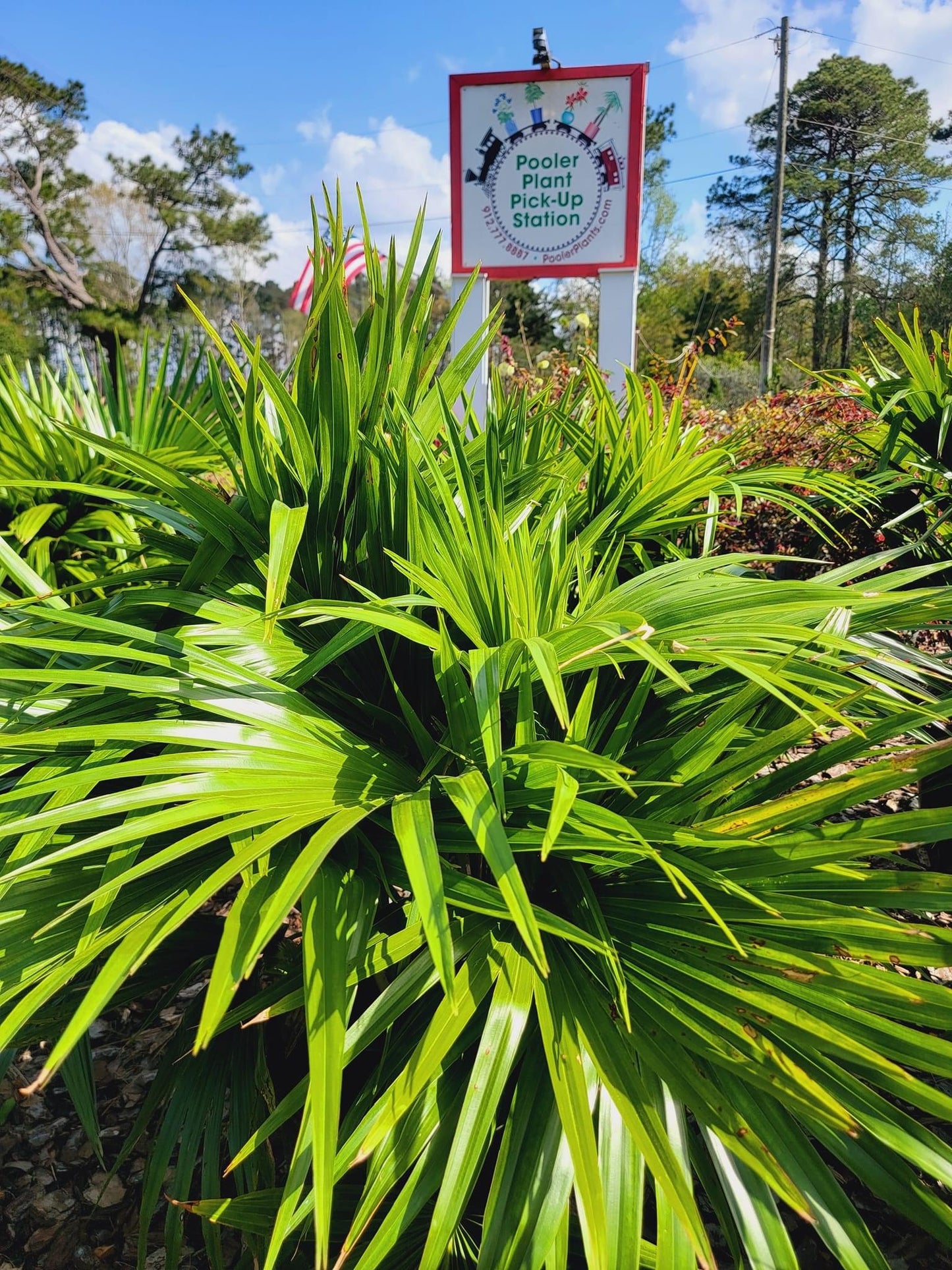 Chinese Fan Palm