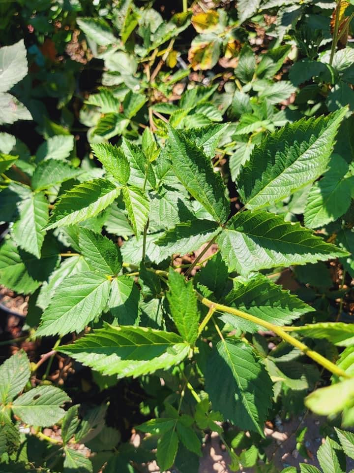 Blackberry ’Prime’