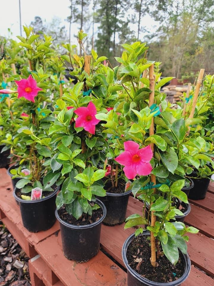 Mandevilla