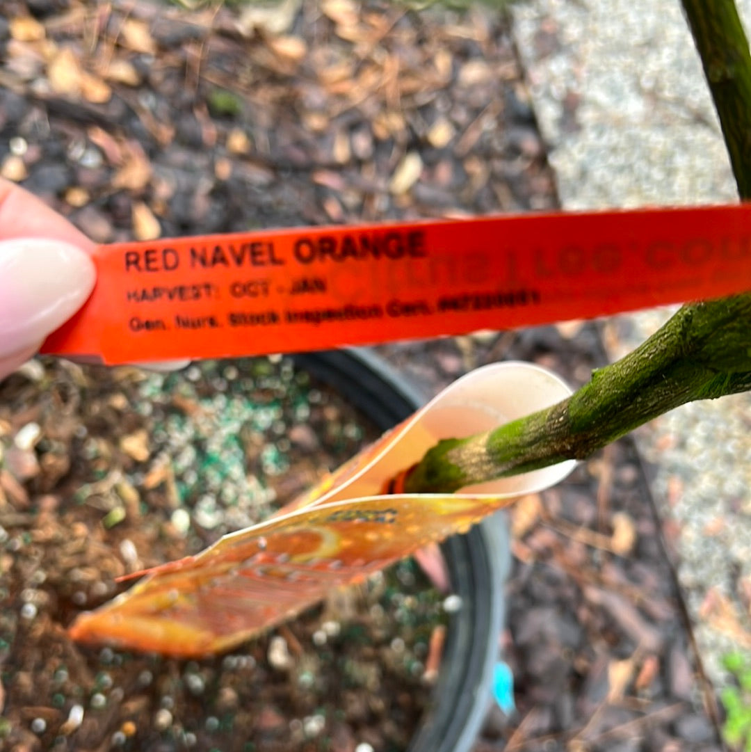 Orange tree, Red Navel