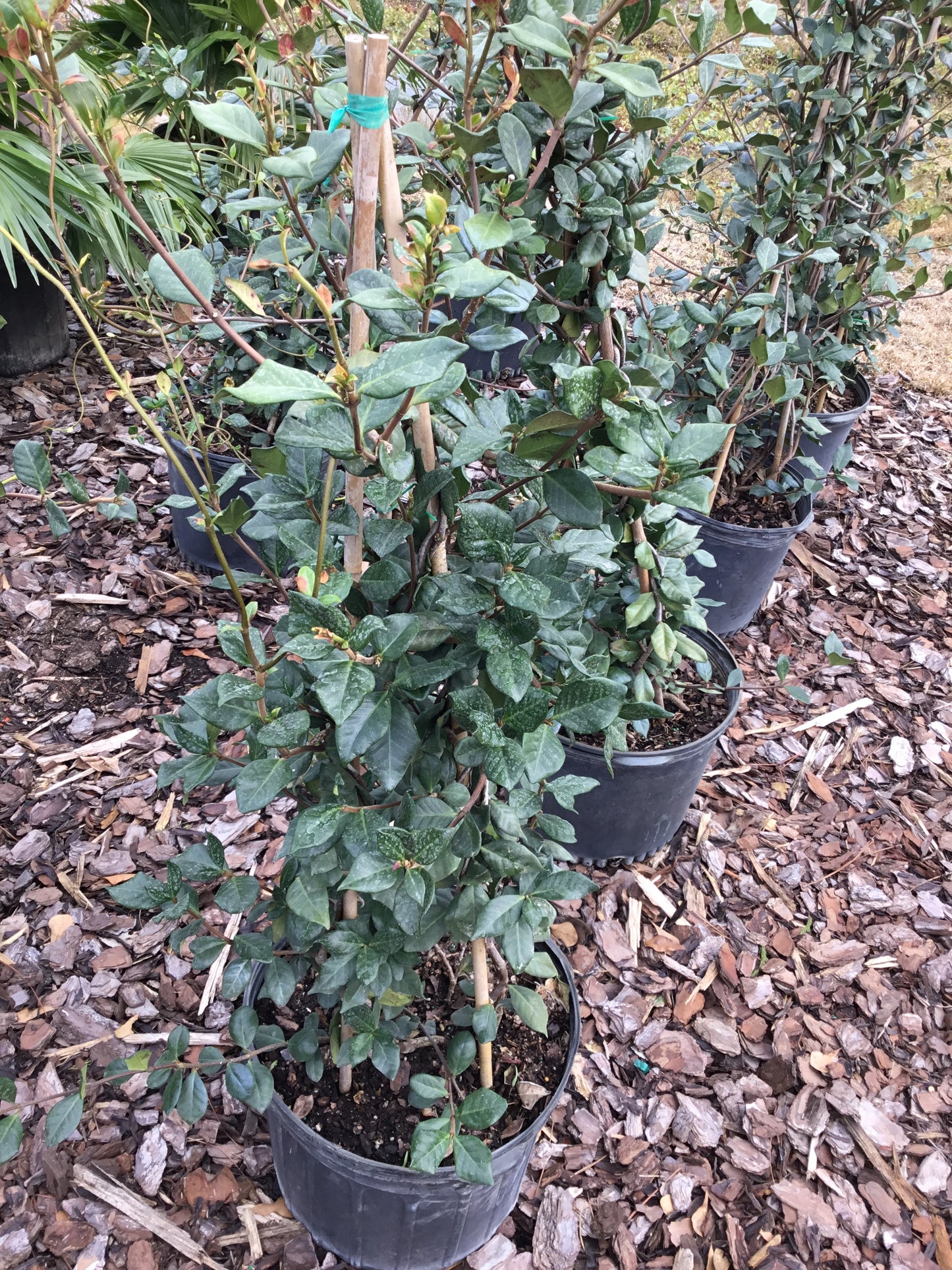 Confederate Jasmine