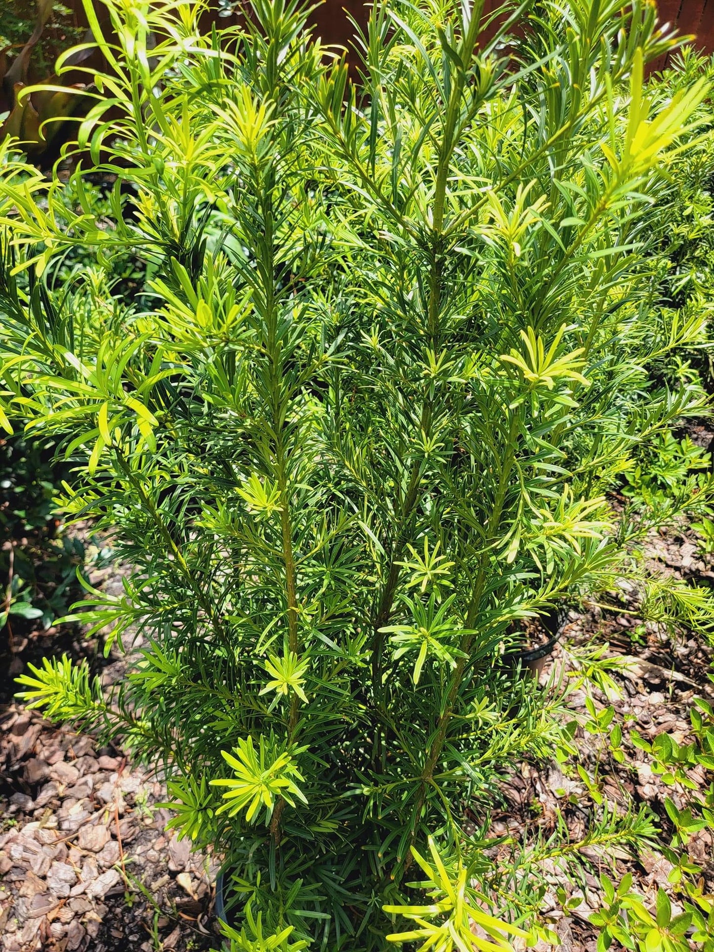 Podocarpus ‘Maki’