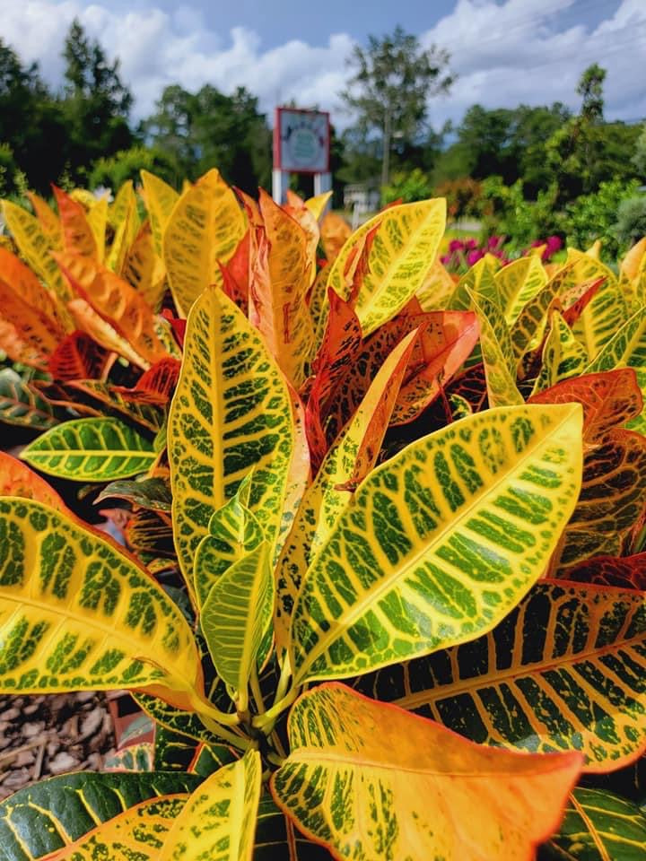 Croton Petra