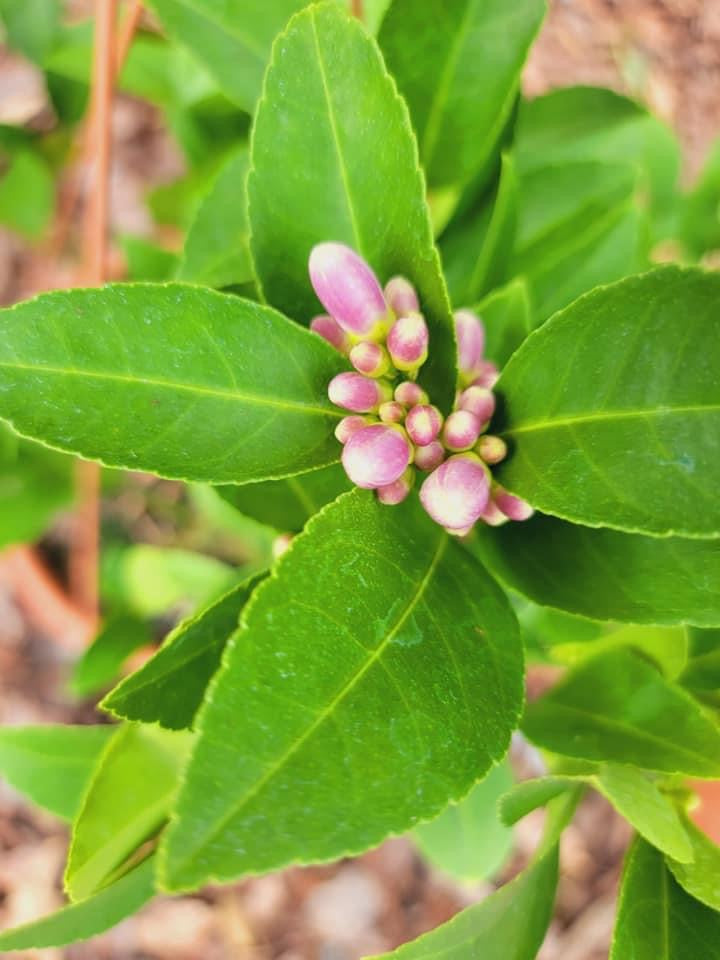 Meyer Lemon Tree