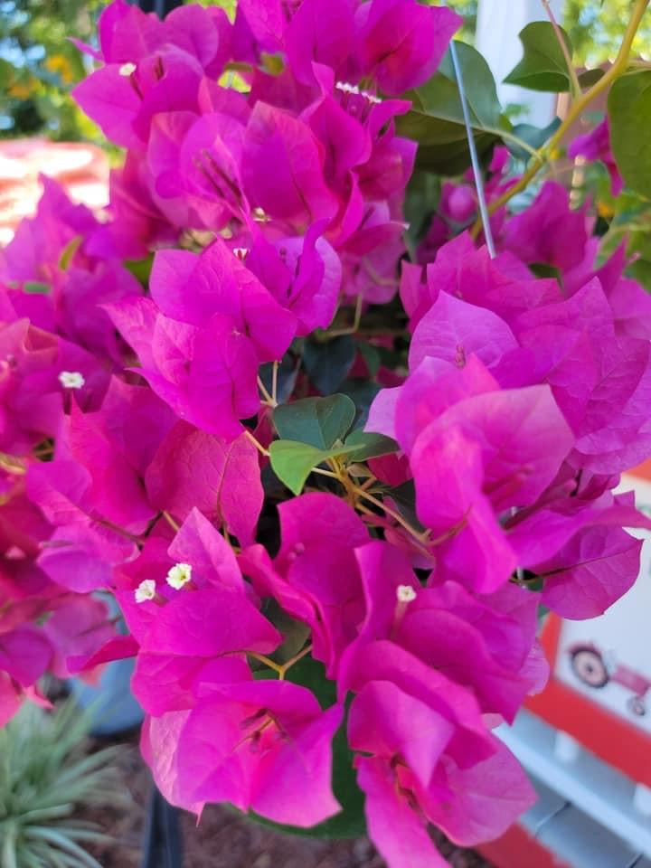 Bougainvillea