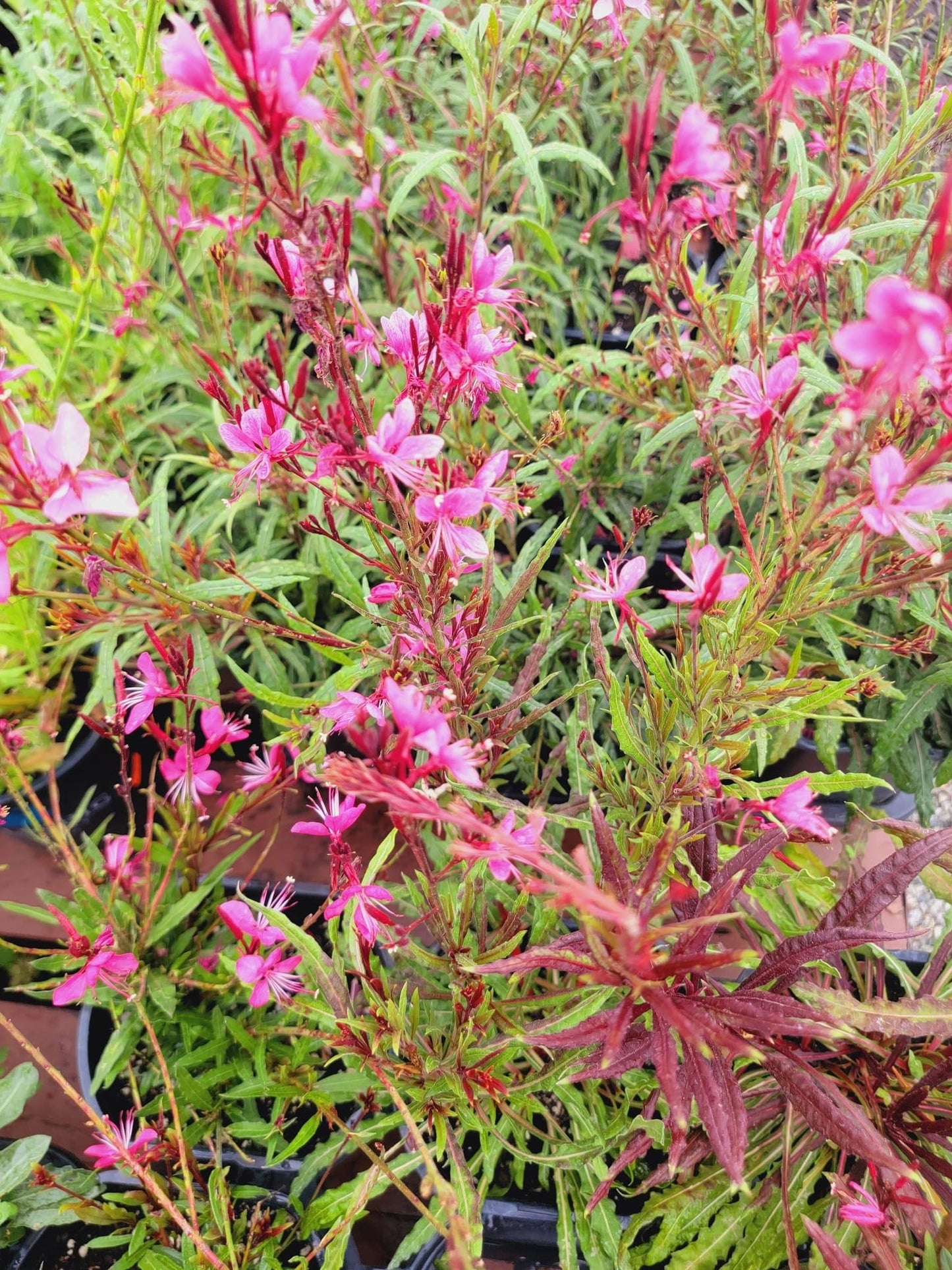 Gaura Lindheimeri