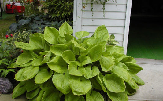 Hosta Sum and Substance