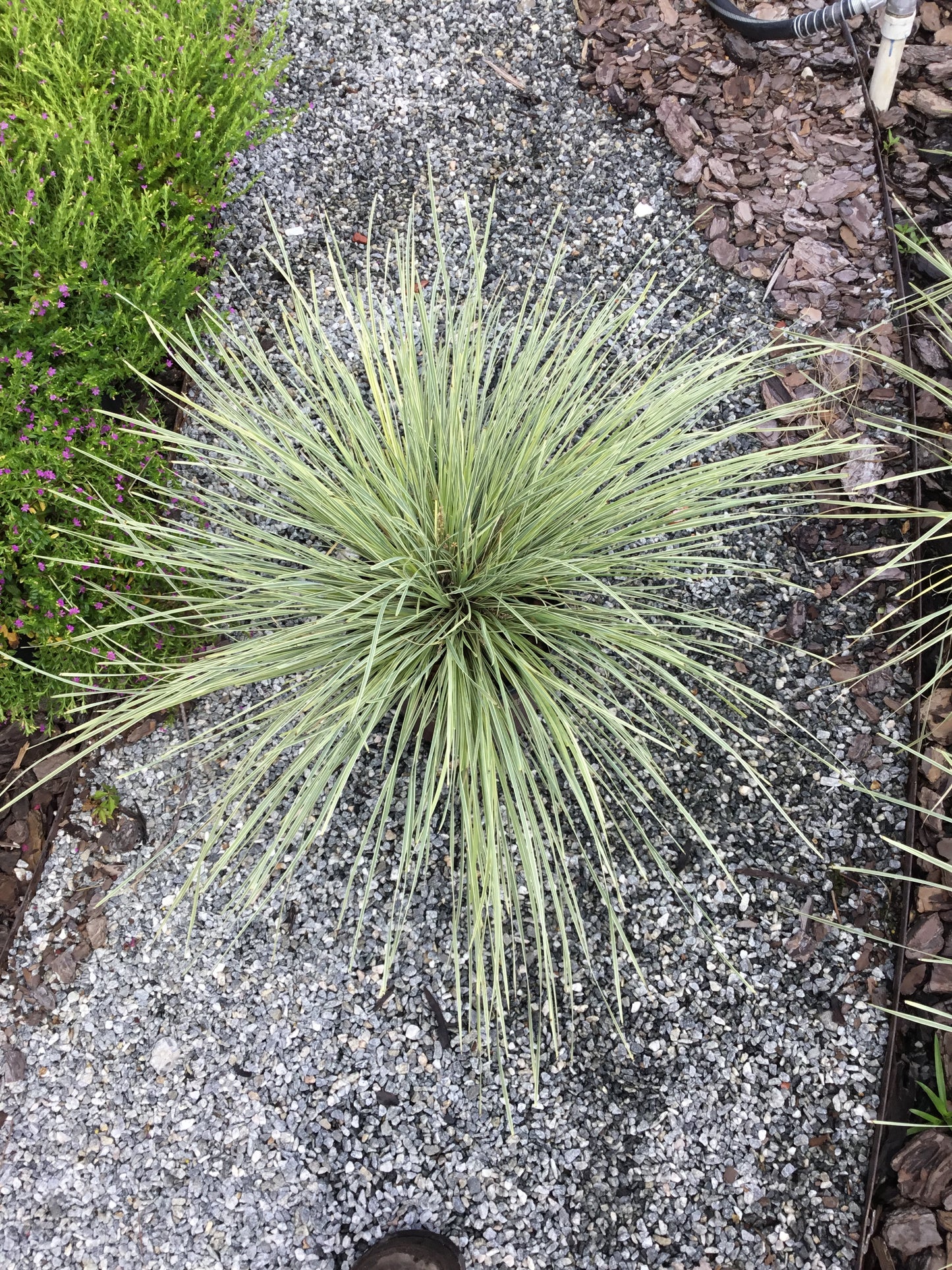 Lomandra Platinum Beauty