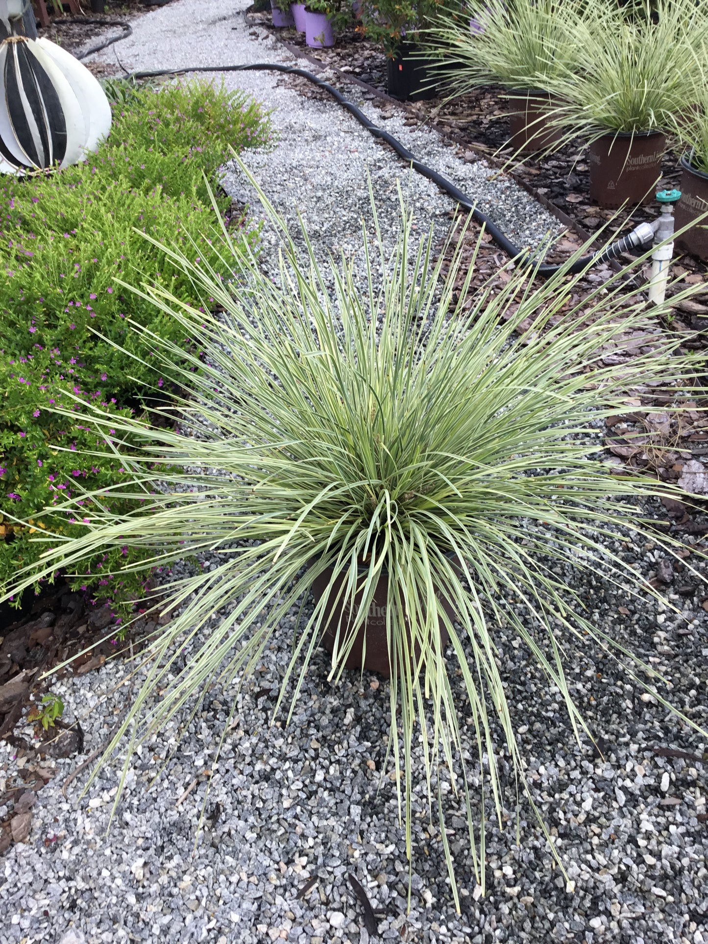 Lomandra Platinum Beauty