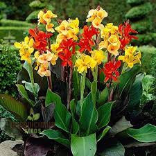 Canna Lilly