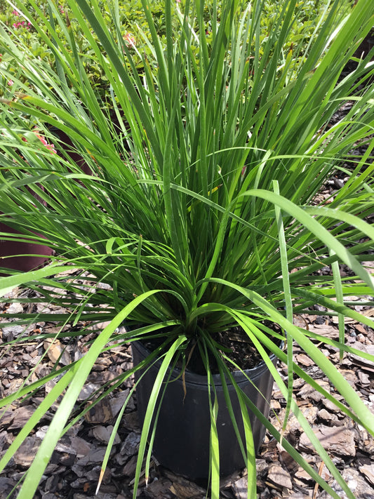 Lomandra Grass