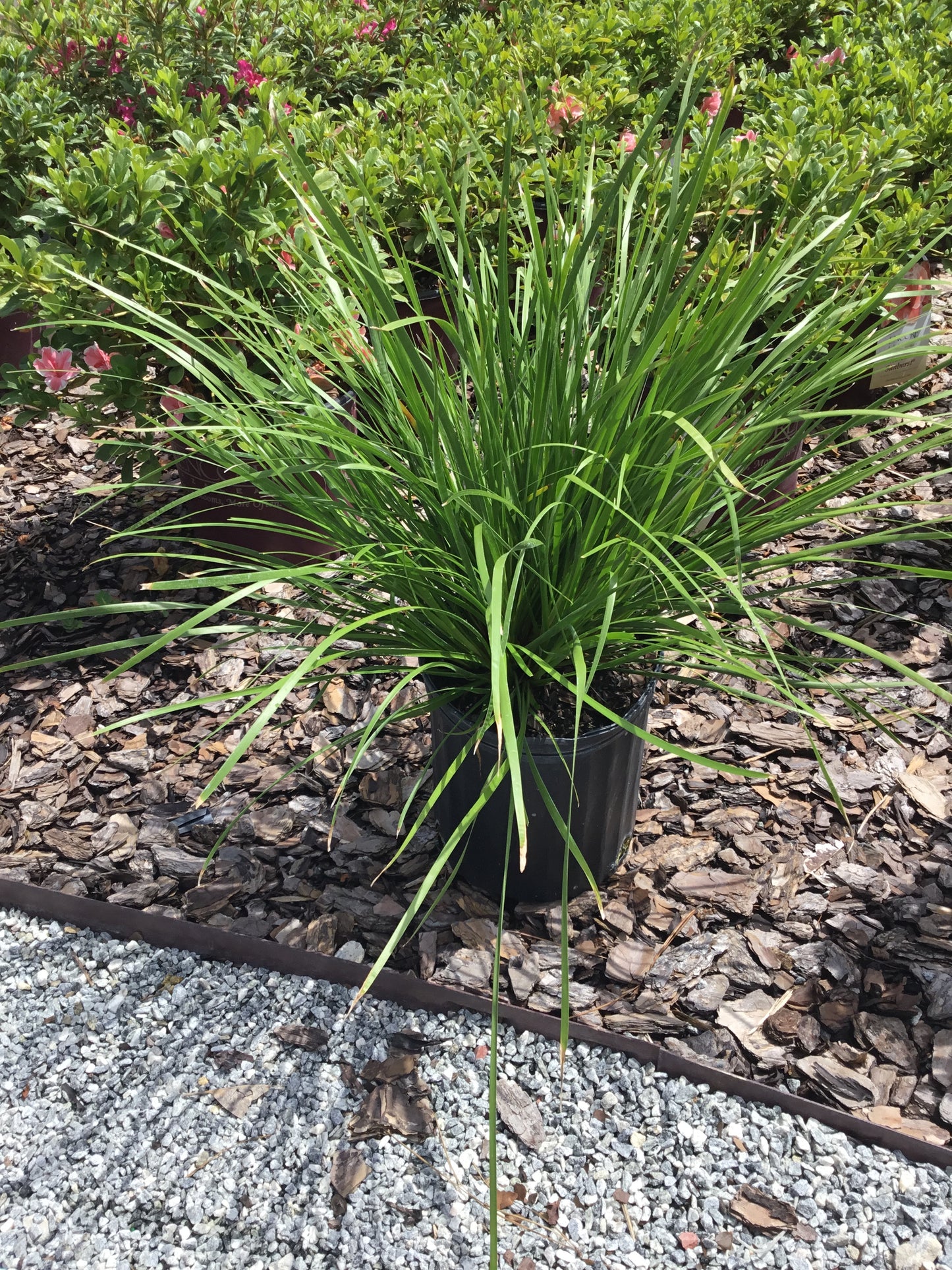 Lomandra Grass