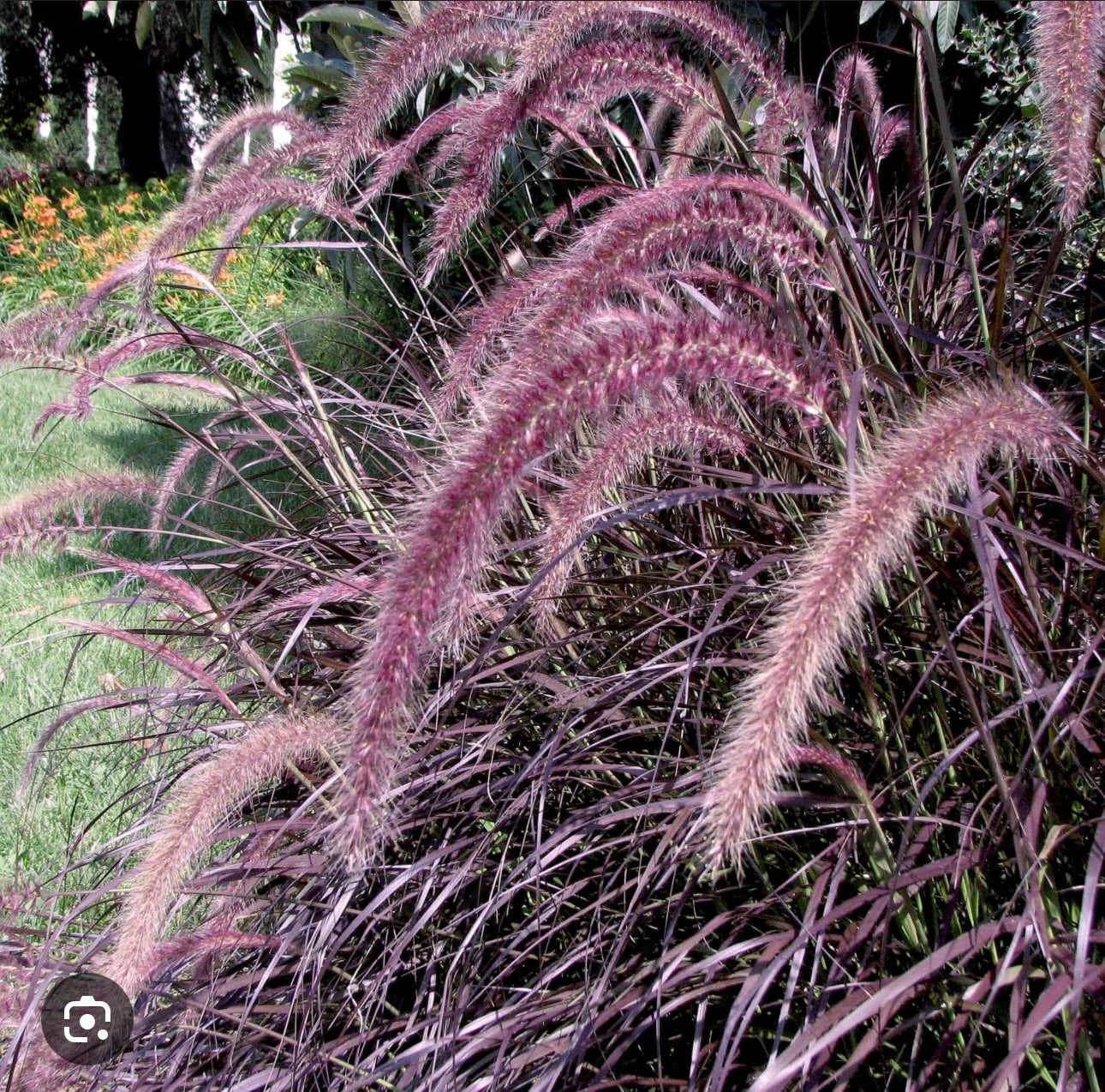 Pennisetum ‘Rubrum Red’