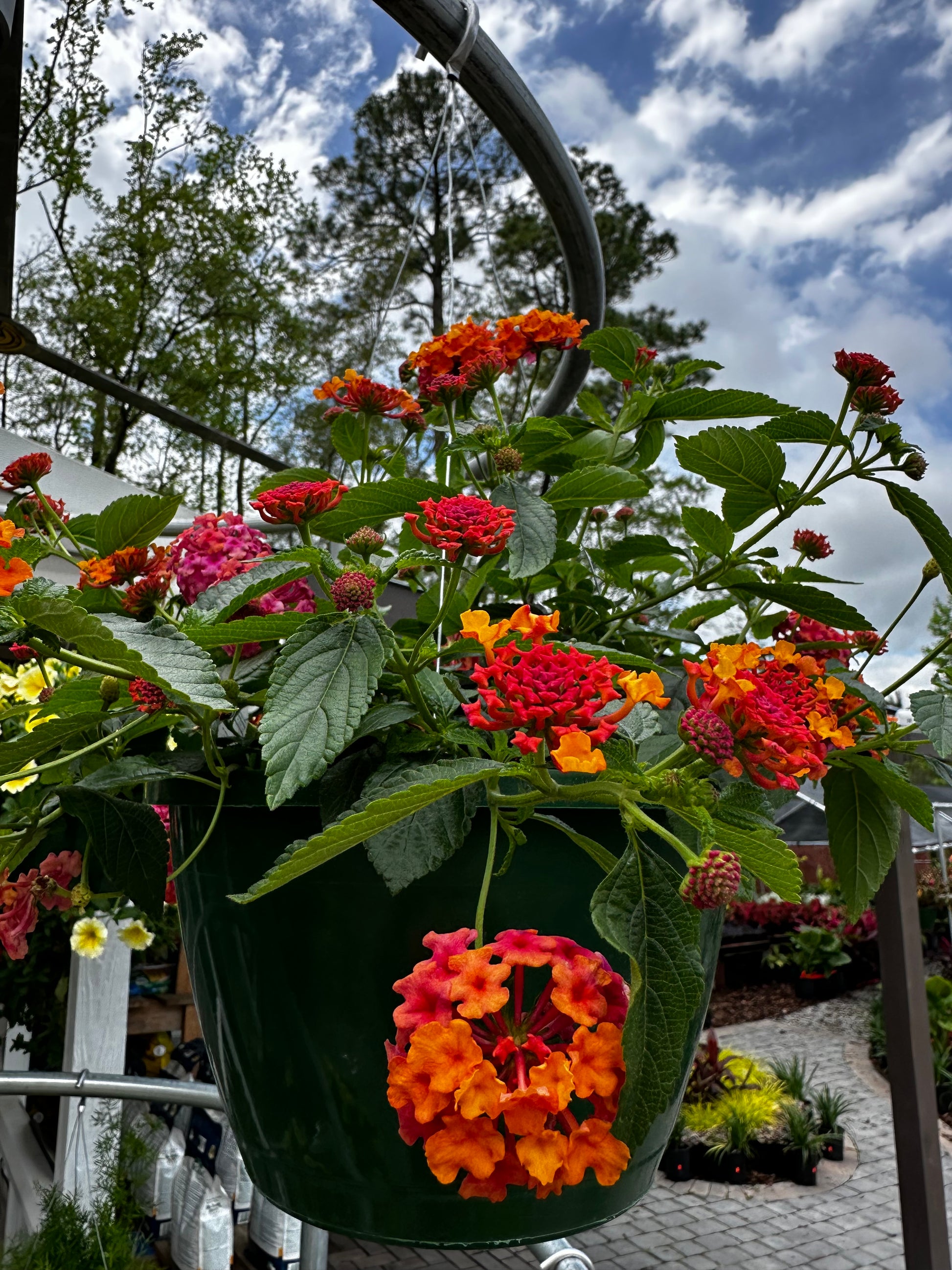 hanging lantana plant Lantana