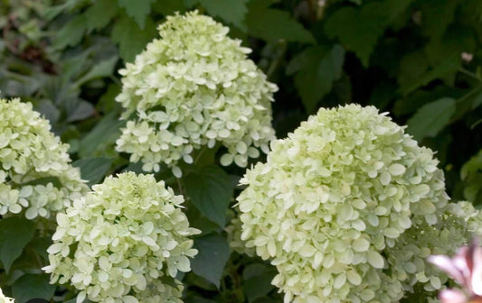 Hydrangea ‘Little Lime’