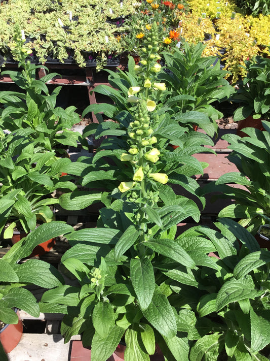 Foxglove