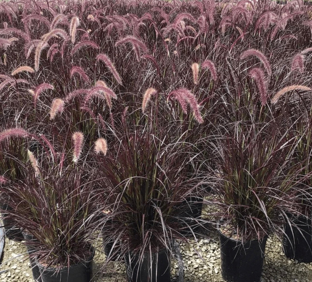 Pennisetum ‘Rubrum Red’