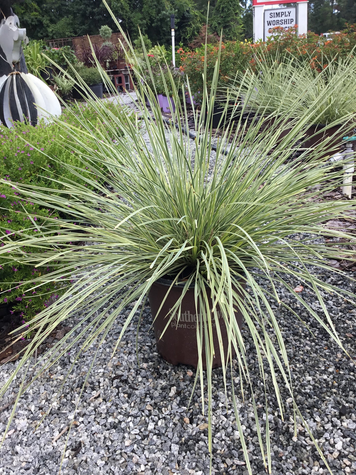 Lomandra Platinum Beauty