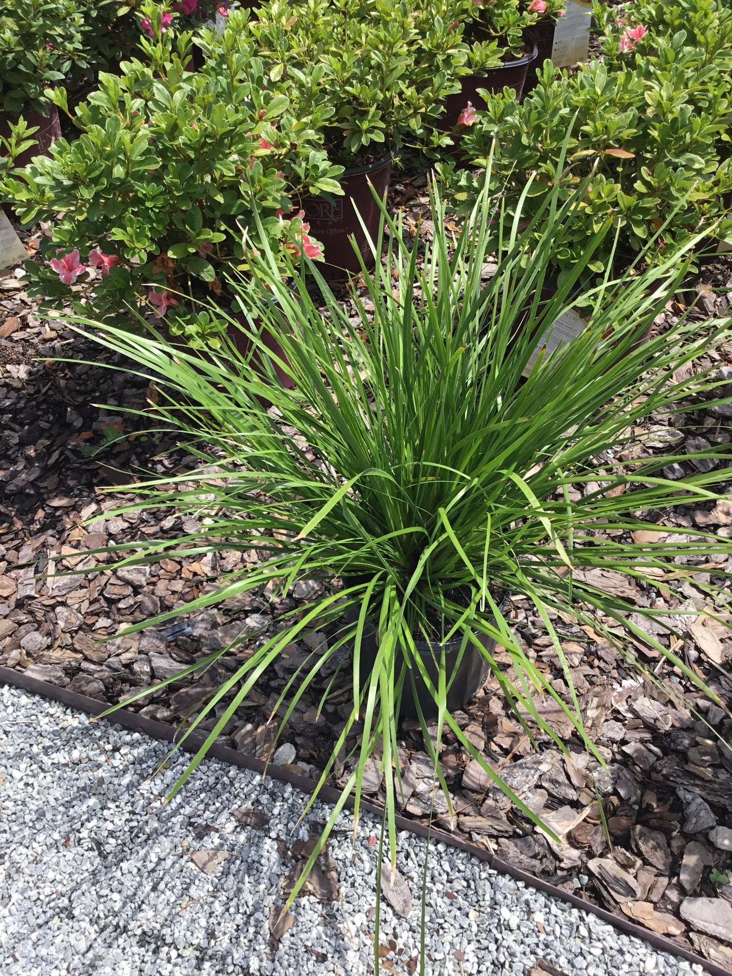 Lomandra Grass