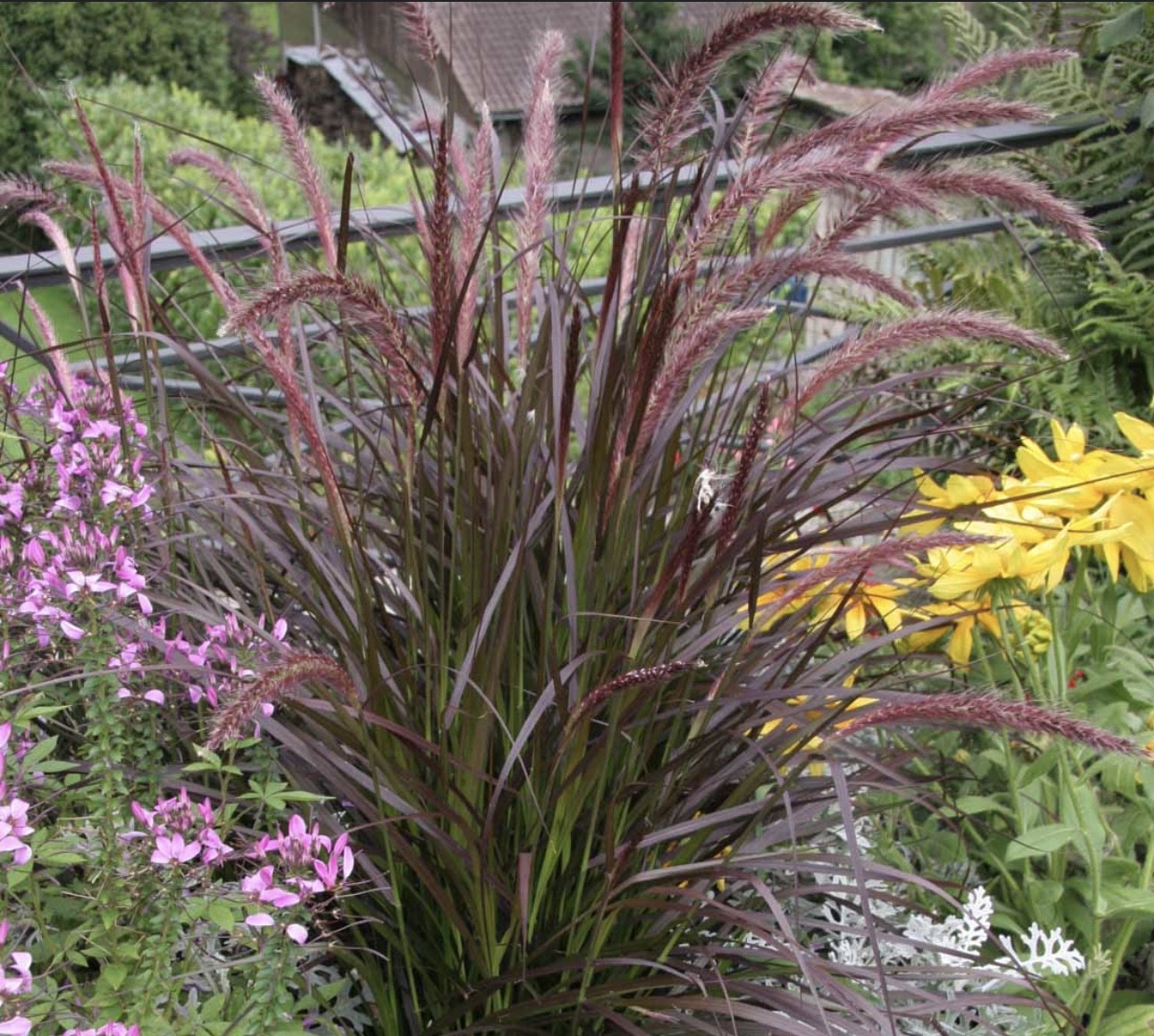 Pennisetum ‘Rubrum Red’