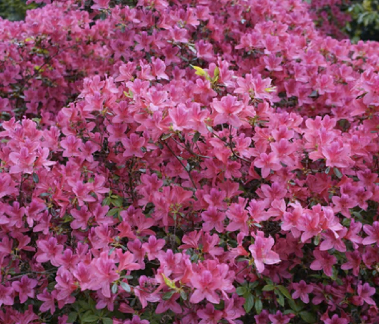 G.G Gerber azaleas