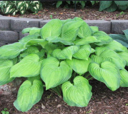 Hosta ‘Guacamole’