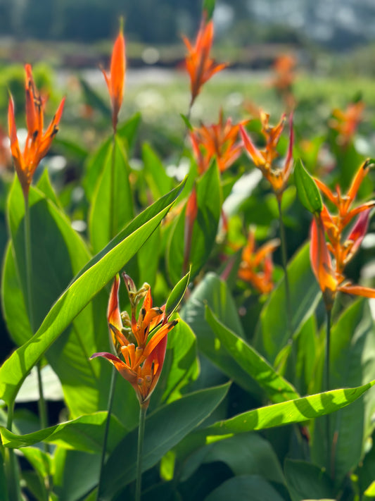 Heliconia “Lobster Claw”