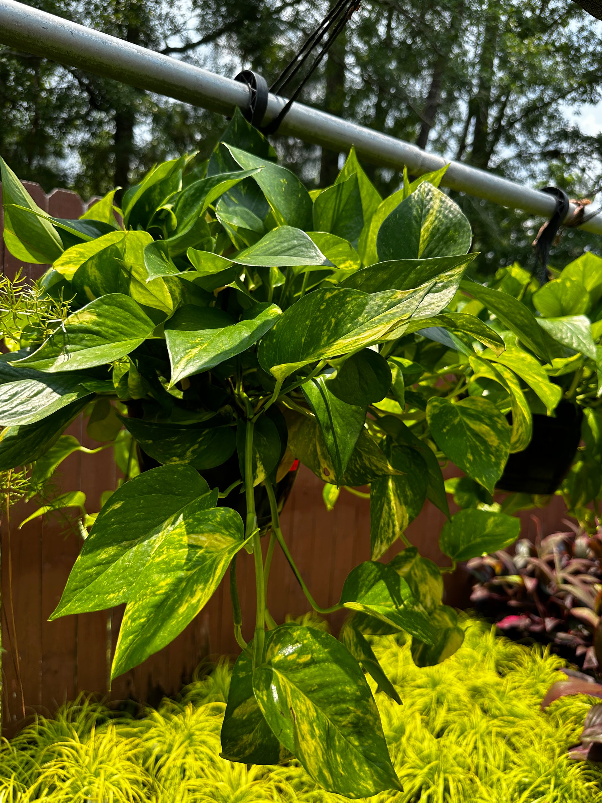 hb golden pothos Pothos ‘Golden’ H.B