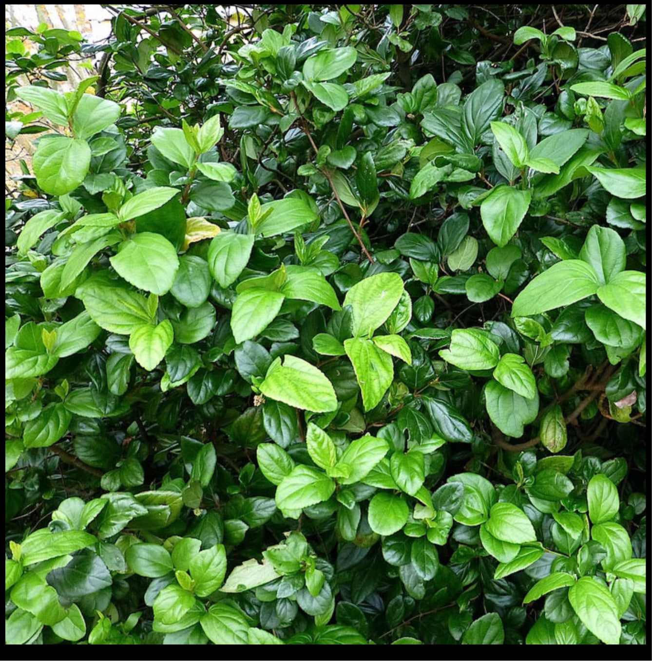 Viburnum Suspensum