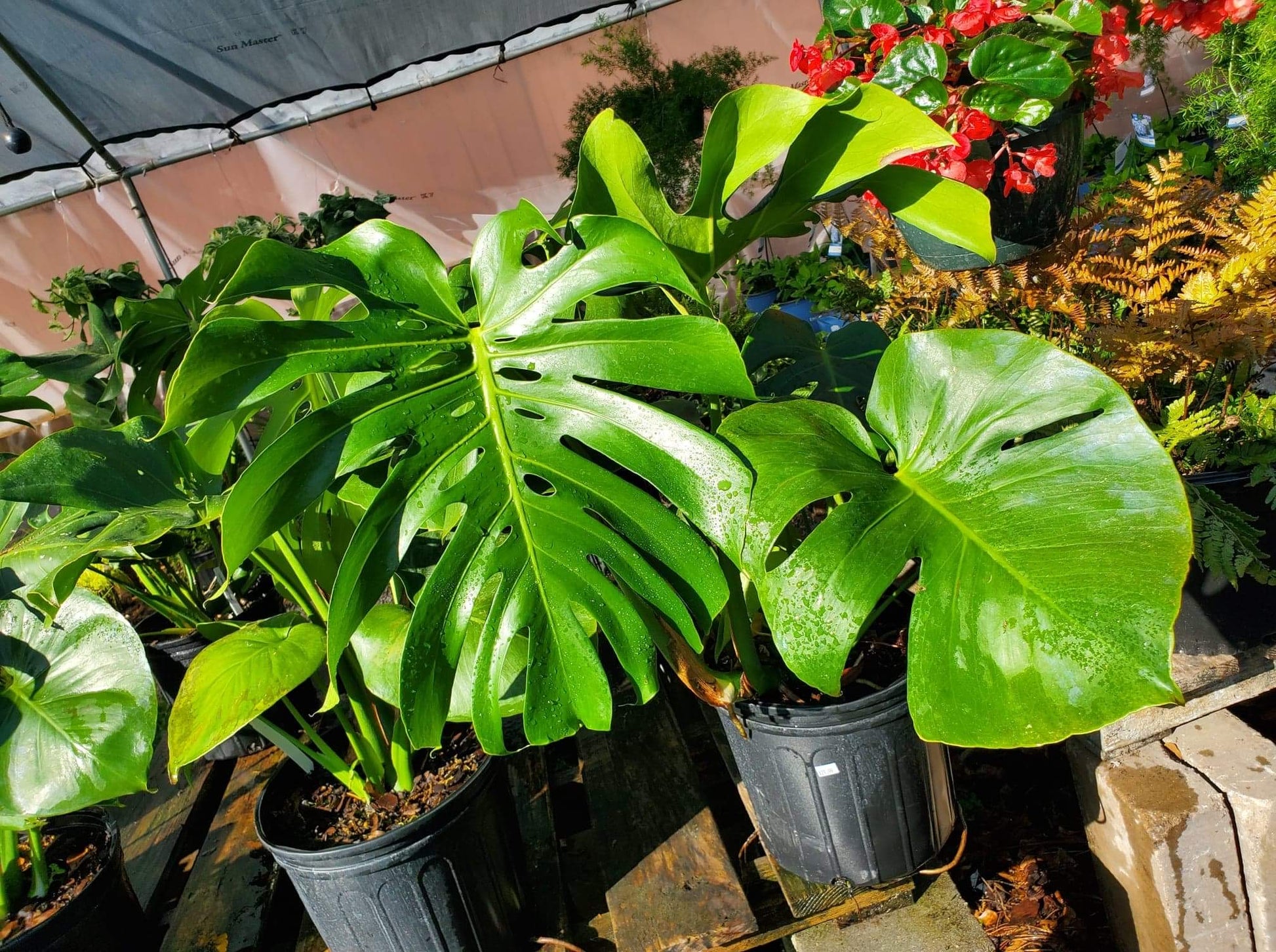 monstera master of plants Monstera Deliciosa – Pooler Plant Pick-Up Station
