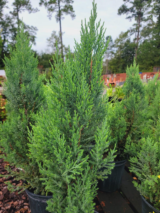 Juniper ‘Blue Point’