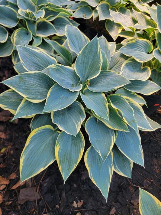 First Frost Hosta