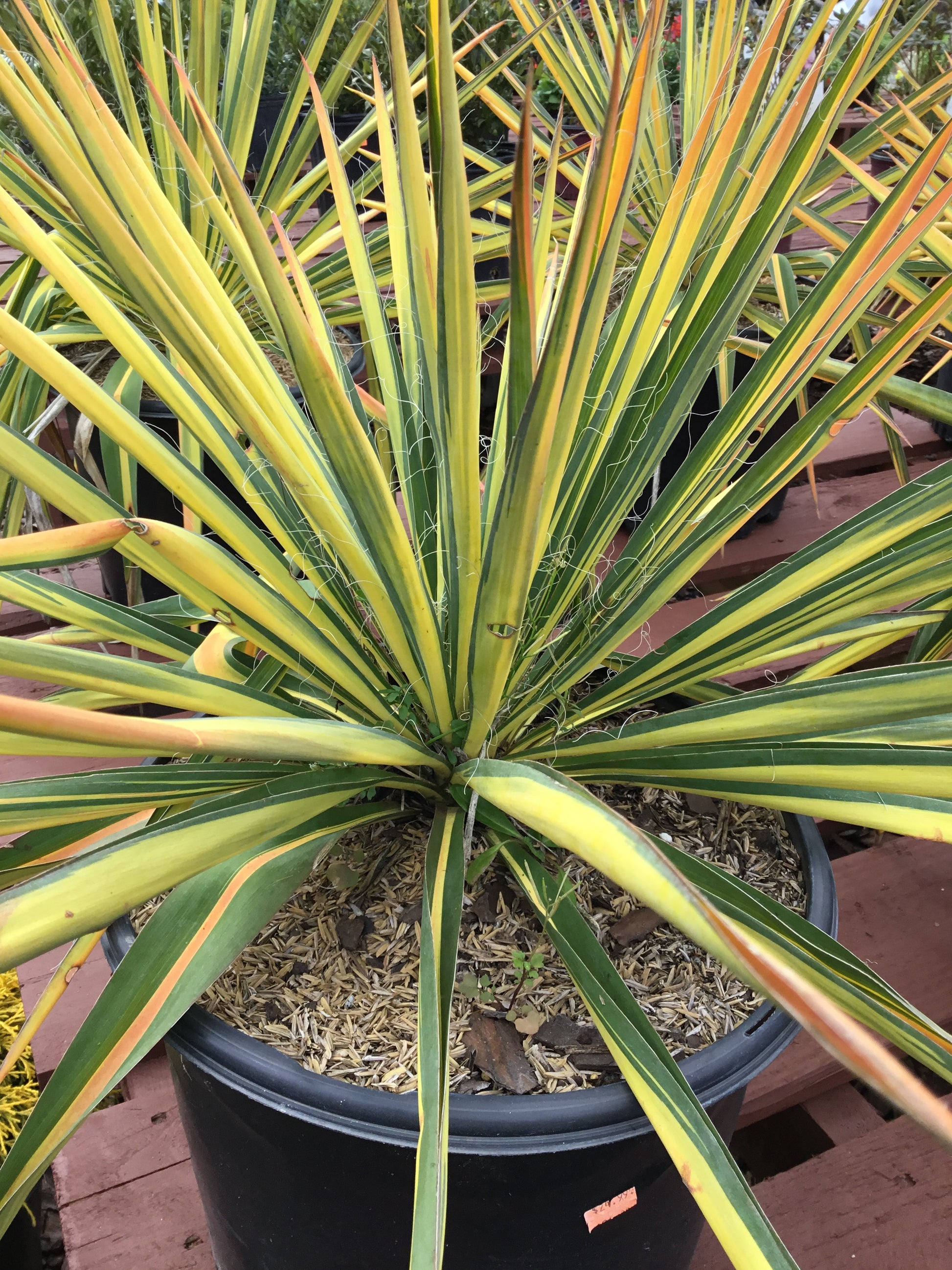 guard house plant Yucca Filamentosa ‘Color Guard'