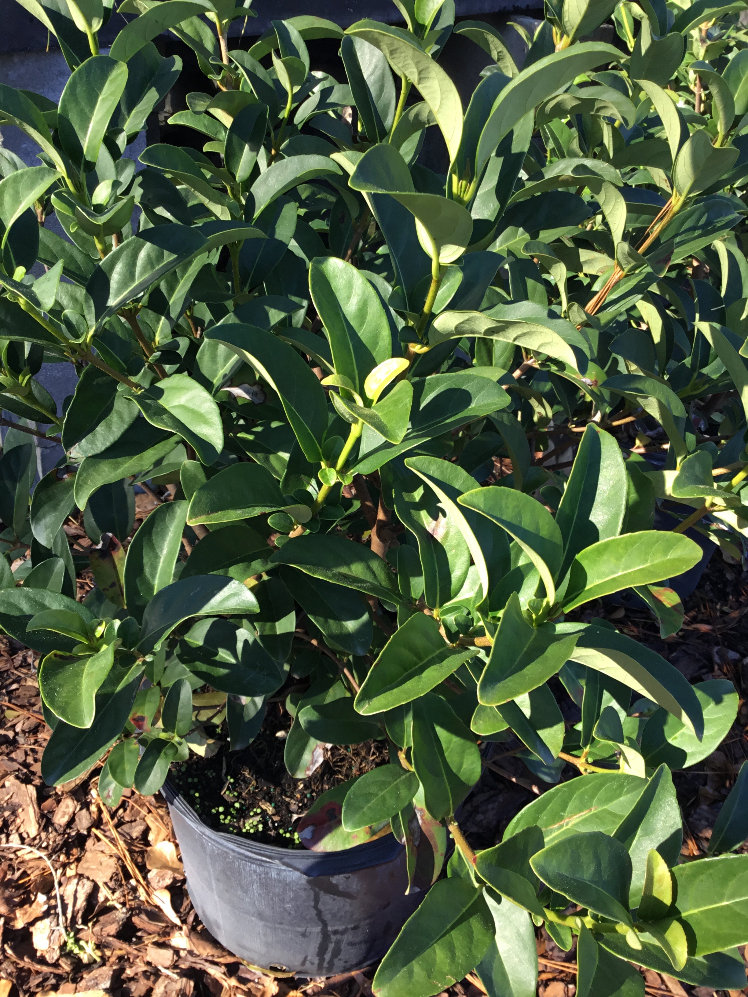 Viburnum Odoratissimum Pooler Plant Pick Up Station viburnum-odoratissimum-pooler-plant-pick-up-station