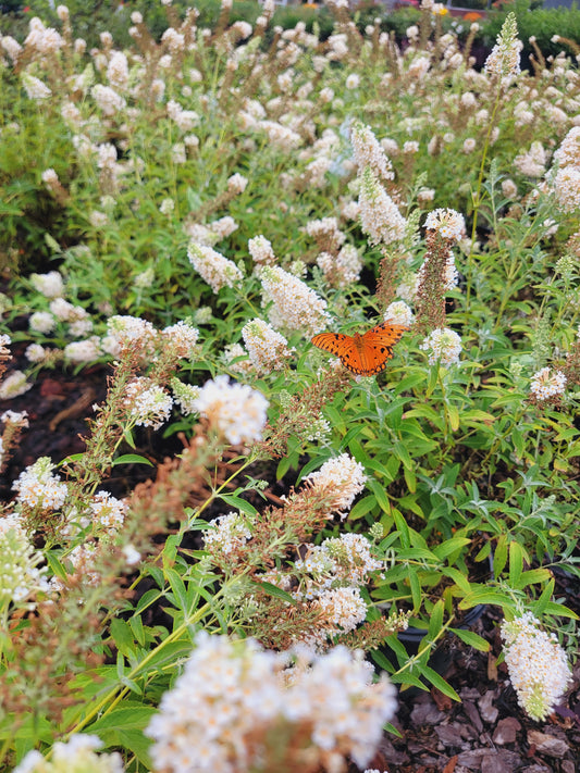 Ivory Butterfly Bush