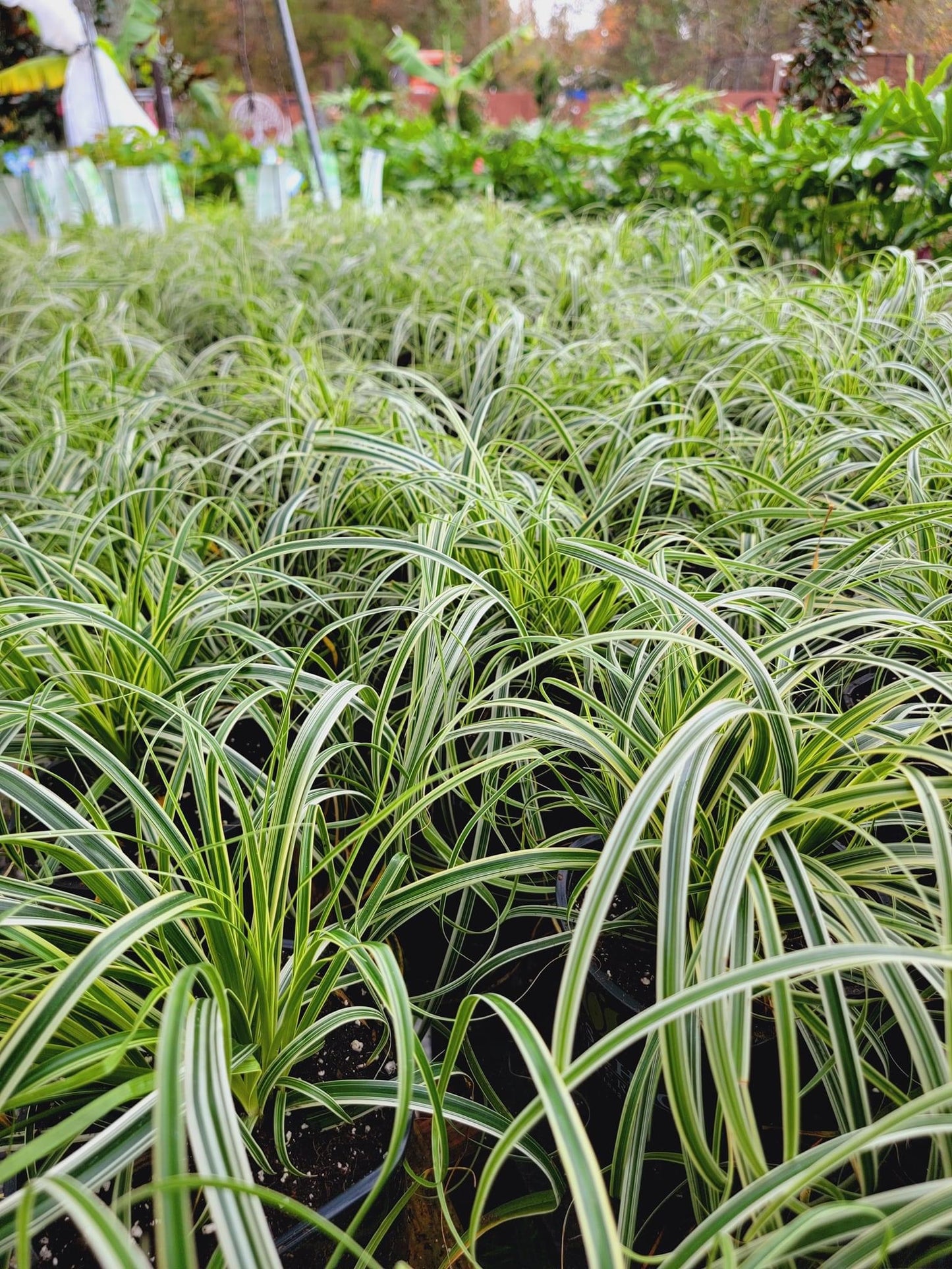 Variegated Carex Grass