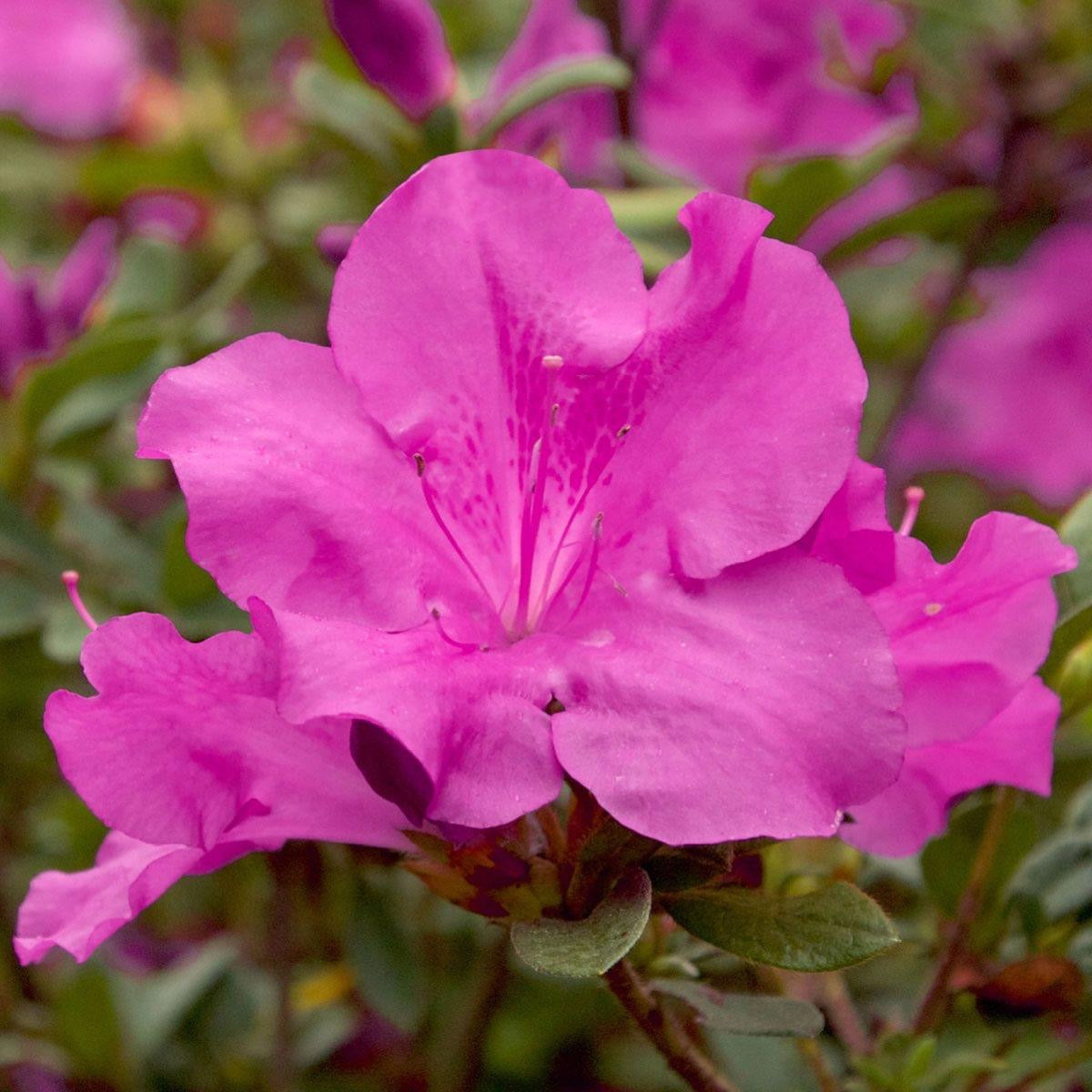 Azalea encore ’Lilac’ – Pooler Plant Pick-Up Station