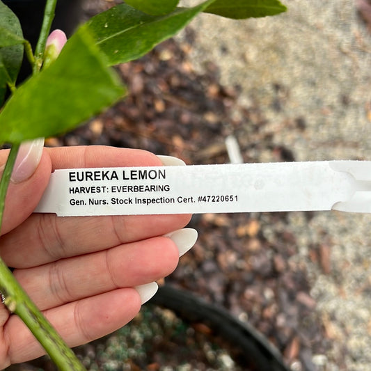 Lemon tree, Eureka