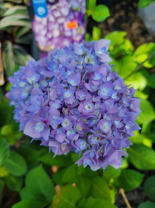Hydrangea ‘BloomStruck’