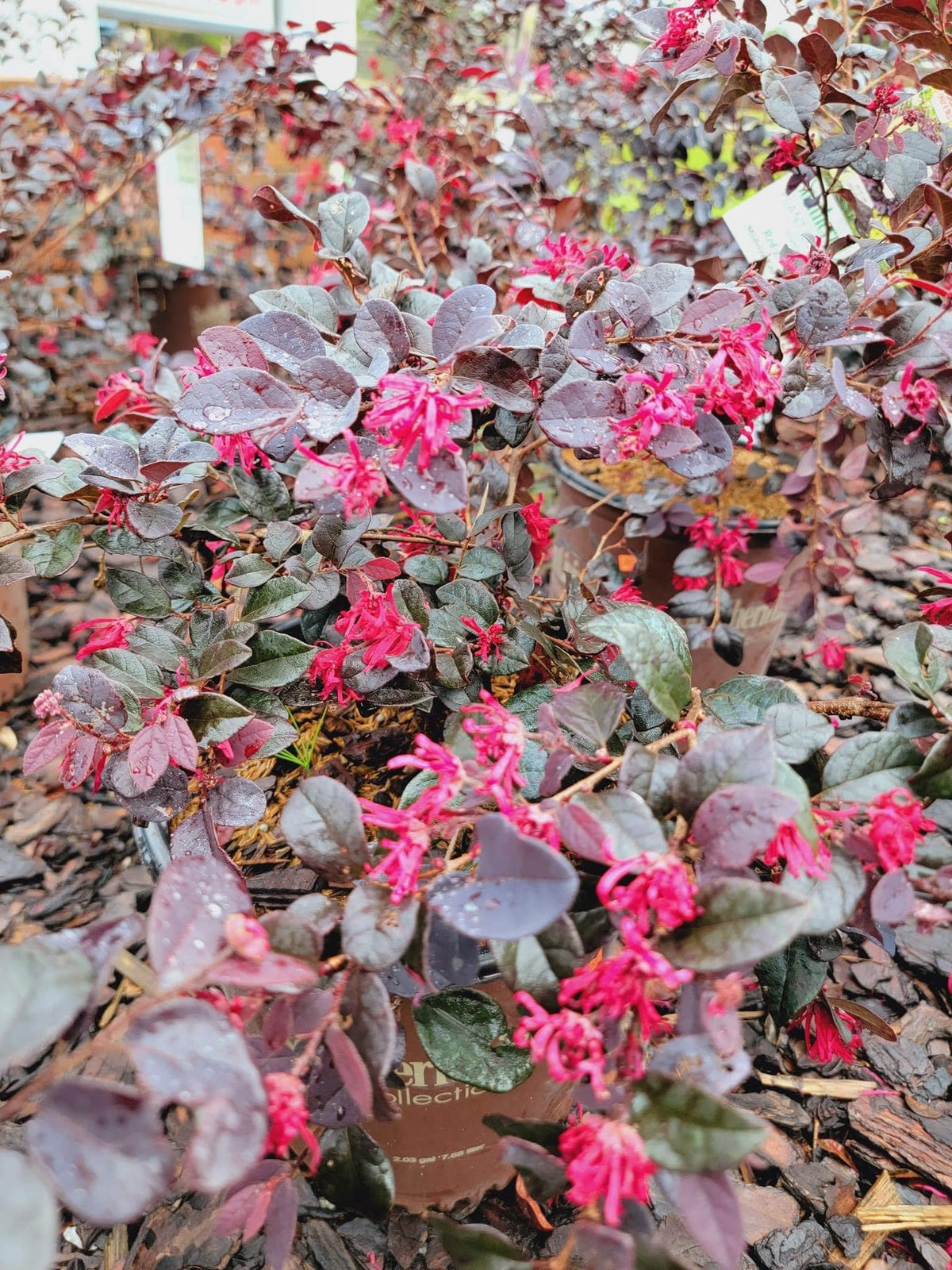 Loropetalum chinense ‘Ruby’ – Pooler Plant Pick-Up Station